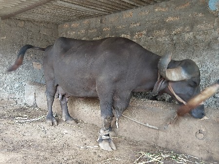 ભેસ વેચવાની છે