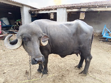 ભેસ વેચવા ની છે