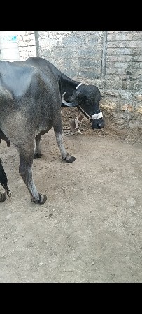 પેલું વેતર ખડાય