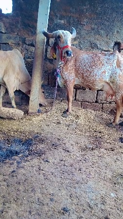 ગાય