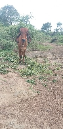 હોળકી વેચવાની છે