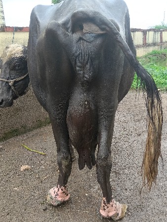 ભેંસ વેચવાની છે