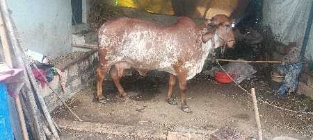ગાય વેચવાની છે બીજું વેતર