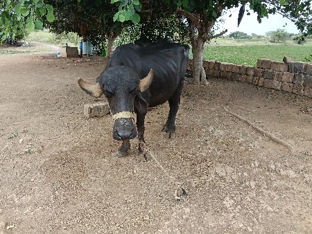 વેચવાની છે ભેસ