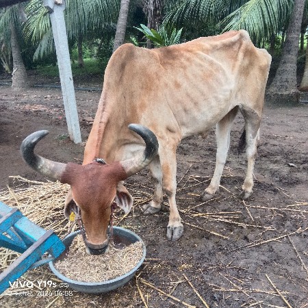 વેચવાનો છે