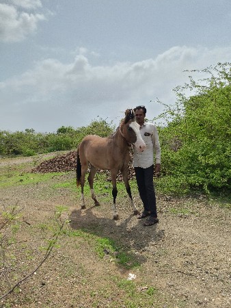 આ વછેરી વેચવાની છે