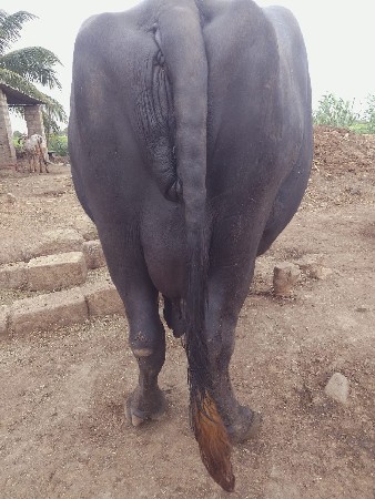 ભેંસ વેચવાની છે