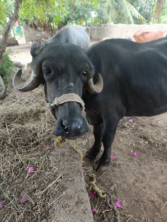 ટોપલ ખડેલી વેચાવછે