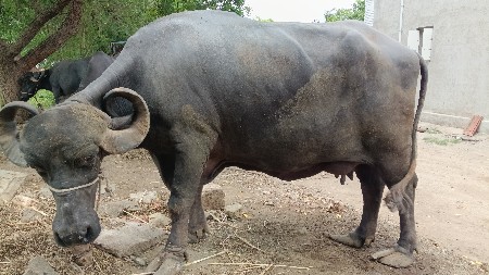 ભેંસ વેચવાની છે