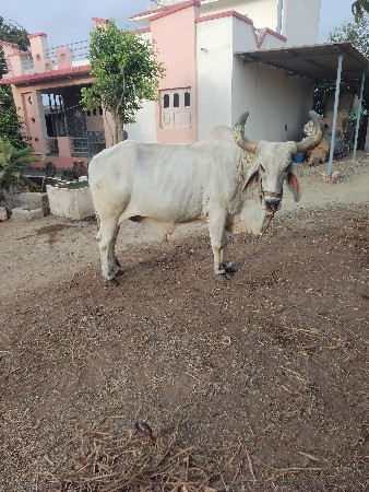 બળદ વેશવાનો સે