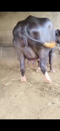 મોટી ભેંસ વેચવાની છે