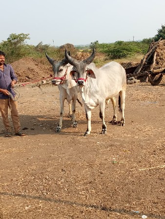 ચાર ચાર દાતે છે