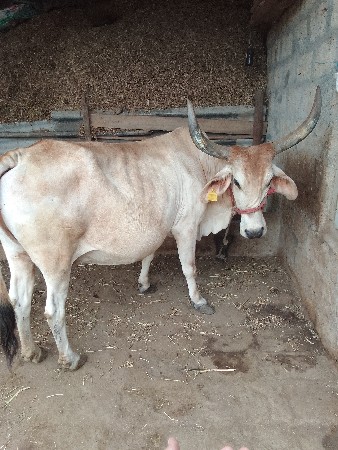 ગાય વેચવાની છે.