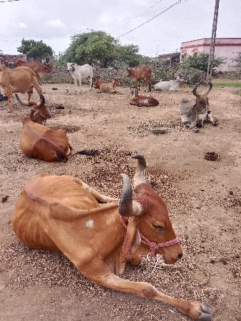 બધી ગયો વેચવાની છે