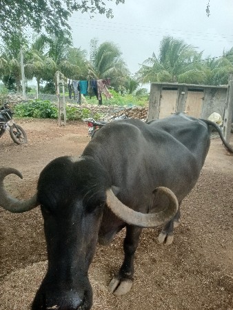 veshvani se