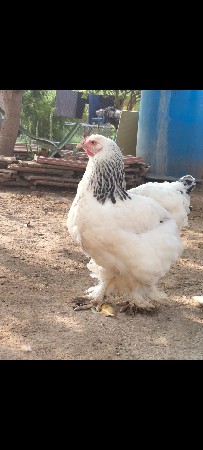 kukda
