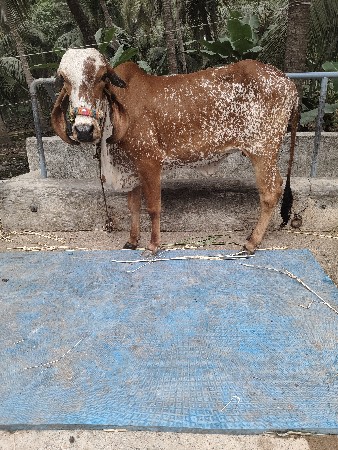 kabri hodki 5 mahina gabhan