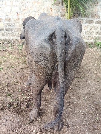 બે મહીના ની વયાણી