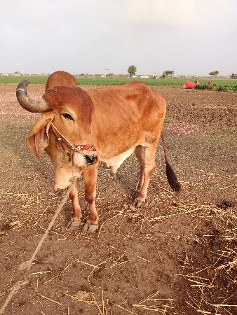 બ,,
બળધ વેચવા ના છે