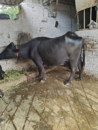 ભેંસ વેચવાની છે