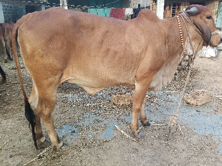 હોડકી વેચવાની છે.