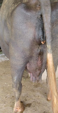 ભેંસ વેચવાની છે