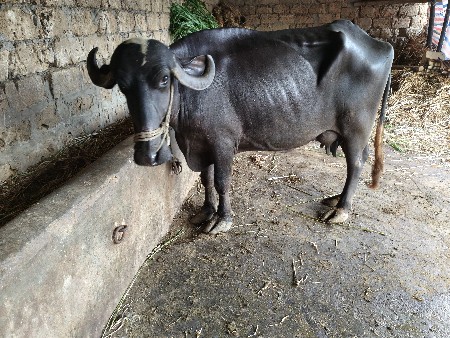 Alwar Patrika 5 litre dudh