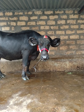 પેવવેતરી ખડેલી વેચવાની સે