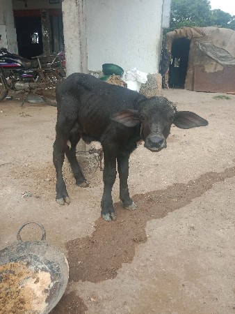 પાડો