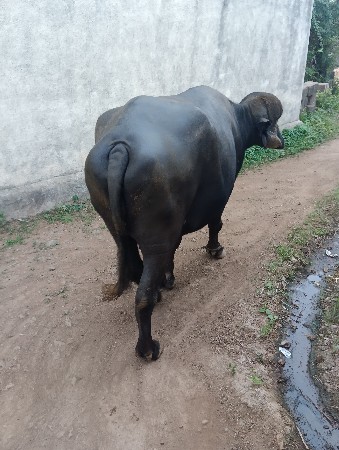 વેચવા નિ છે