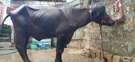 જાફરબાદી ખડેલી વેંચવાની છે ઊંચાઈ લં