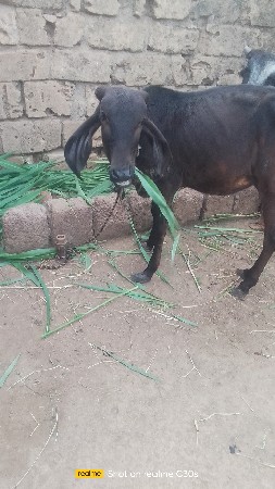 ત્રણ વાંસળીઓ વેચવાની છે