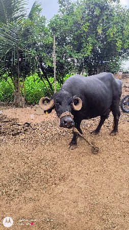 આ ભેંશ વેચવાની છે