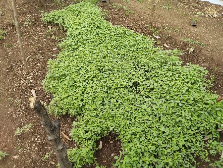 દેસી ટામેટી નો રોપ