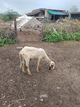 ચાલીસ હજાર કિંમત