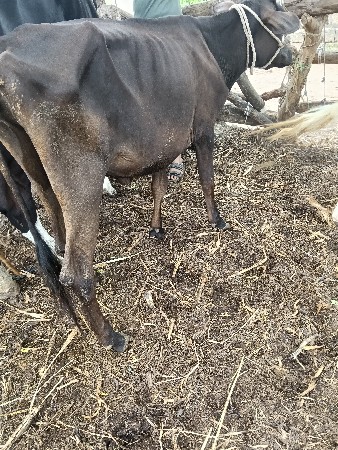 7 Hf વાસડી
