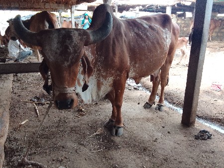 એકને 20 દિવસની વાર