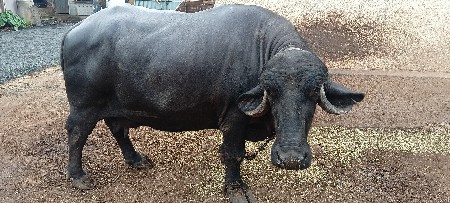 ભેંસ વેચવાની છે