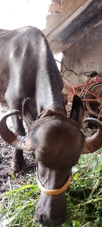 ભેંસ વેચવાની છે