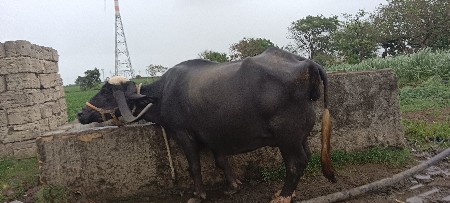 ભેંસ વેચવાની છે
