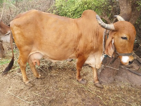 વેસવાની