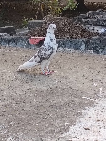vv