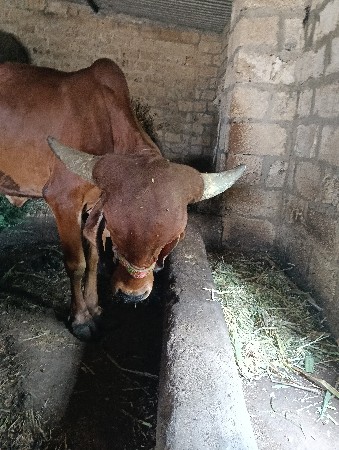 વાછડી વેચવાની છે