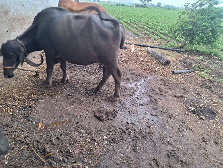 3વેતર