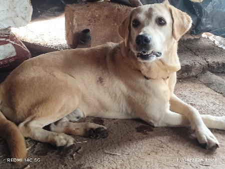 Labrador છે ડોઢ વષૅ નો છે