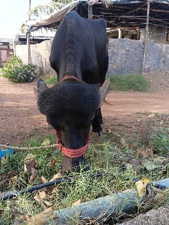 વેચવાની છે