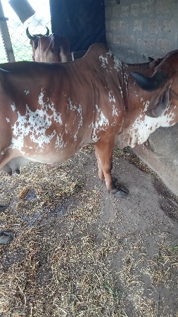 ગાય વેસવાની છે