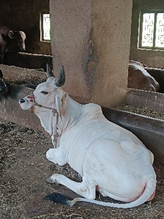 કાંકરેજ હોડકી
