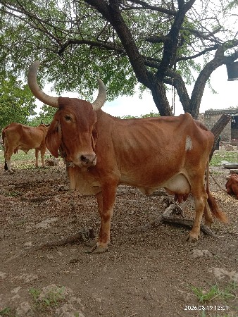 ગાય વેચવાની છે