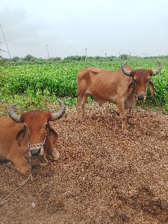 બળદ ગોધલા બેસવાના સે
